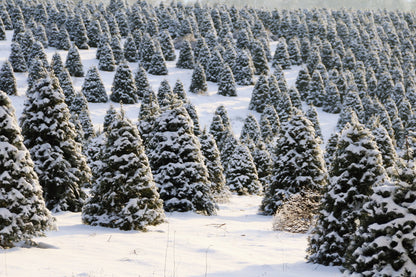 Grow Your Own CHRISTMAS TREE - Douglas Fir ( Pseudotsuga Menziesii ) Gift Packet of Tree Seeds