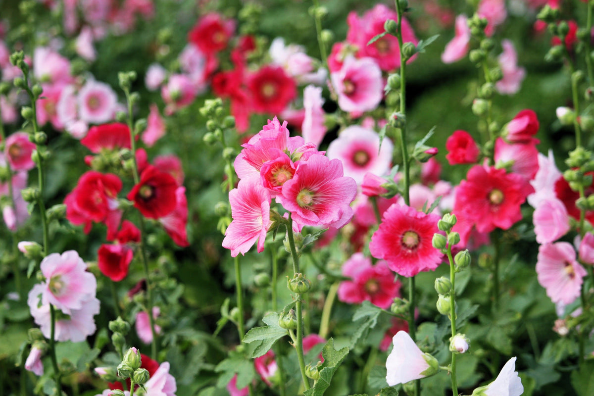 50 Mixed Colors HOLLYHOCK KING HENRY VIII Mix Alcea Rosea Flower Seeds