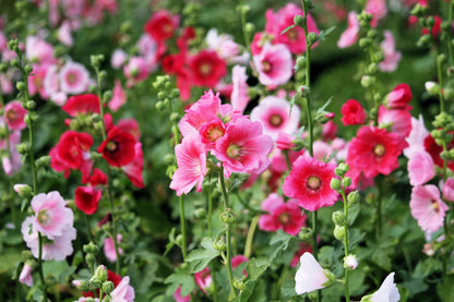 50 Mixed Colors HOLLYHOCK KING HENRY VIII Mix Alcea Rosea Flower Seeds