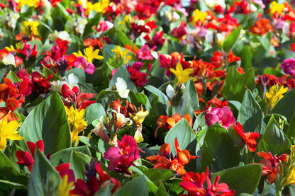 5 MIXED CANNA LILY Generalis Mix Colors Red Yellow Hummingbird Flower Seeds