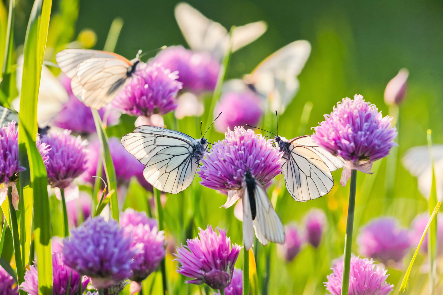500 CHIVE Allium Schoenoprasum Vegetable Seeds