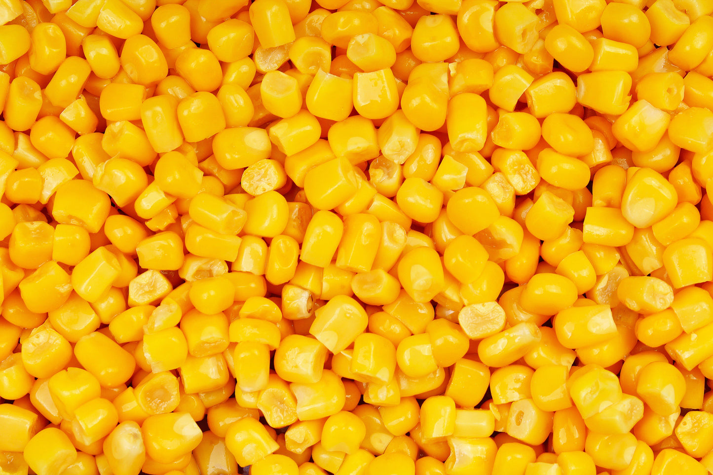 60 YELLOW CORN ' Early Xtra Sweet ' Zea Mays Vegetable Seeds