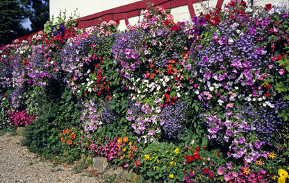 200 MIXED COLORS LOBELIA Regatta Lobelia Erinus Flower Seeds