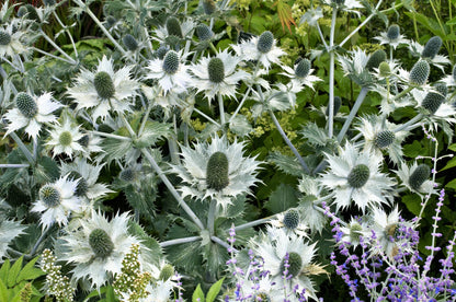 10 Giant SILVER SEA HOLLY Eryngium Giganteum Miss Willmott's Ghost Flower Seeds