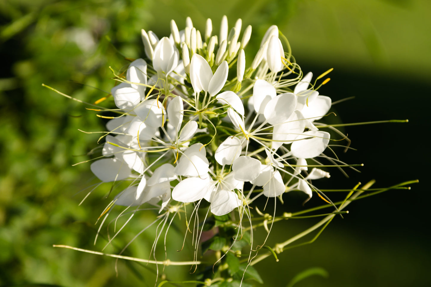 200 WHITE QUEEN CLEOME (Spider Flower) Cleome Hassleriana Cleome Spinosa Flower Seeds