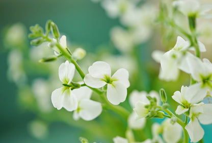 1000 EVENING (night) SCENTED STOCK Matthiola Longipetala Bicornis Flower Seeds