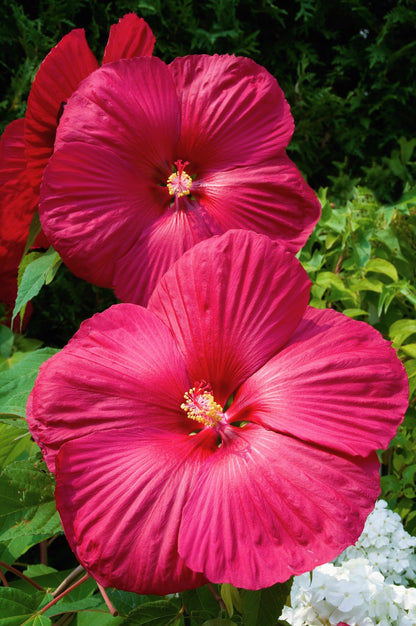 25 Grenache Vintage Hot PINK HARDY HIBISCUS Hibiscus Moscheutos Flower Seeds