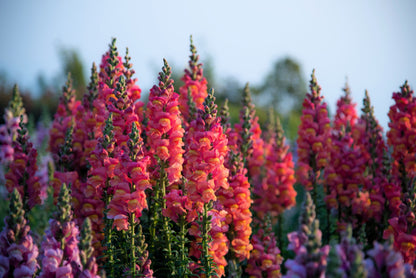 2000 SNAPDRAGON CORONA MIX Antirrhinum Majus Flower Seeds