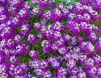 500 Sweet ALYSSUM ROYAL CARPET Lobularia Maritima Violet Blue Flower Seeds