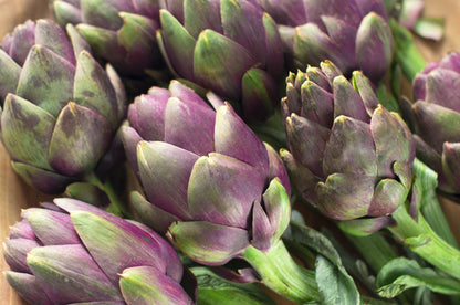 50 PURPLE ROMAGNA ARTICHOKE Italian Cynara Scolymus Flower Vegetable Seeds
