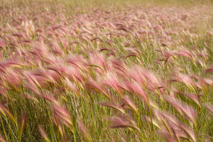 40 SQUIRREL TAIL Barley GRASS (Foxtail Barley) Hordeum Jubatum Ornamental Seeds