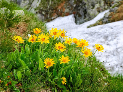 15 MOUNTAIN ARNICA Montana Wolf's Bane Yellow Flower Herb Seeds