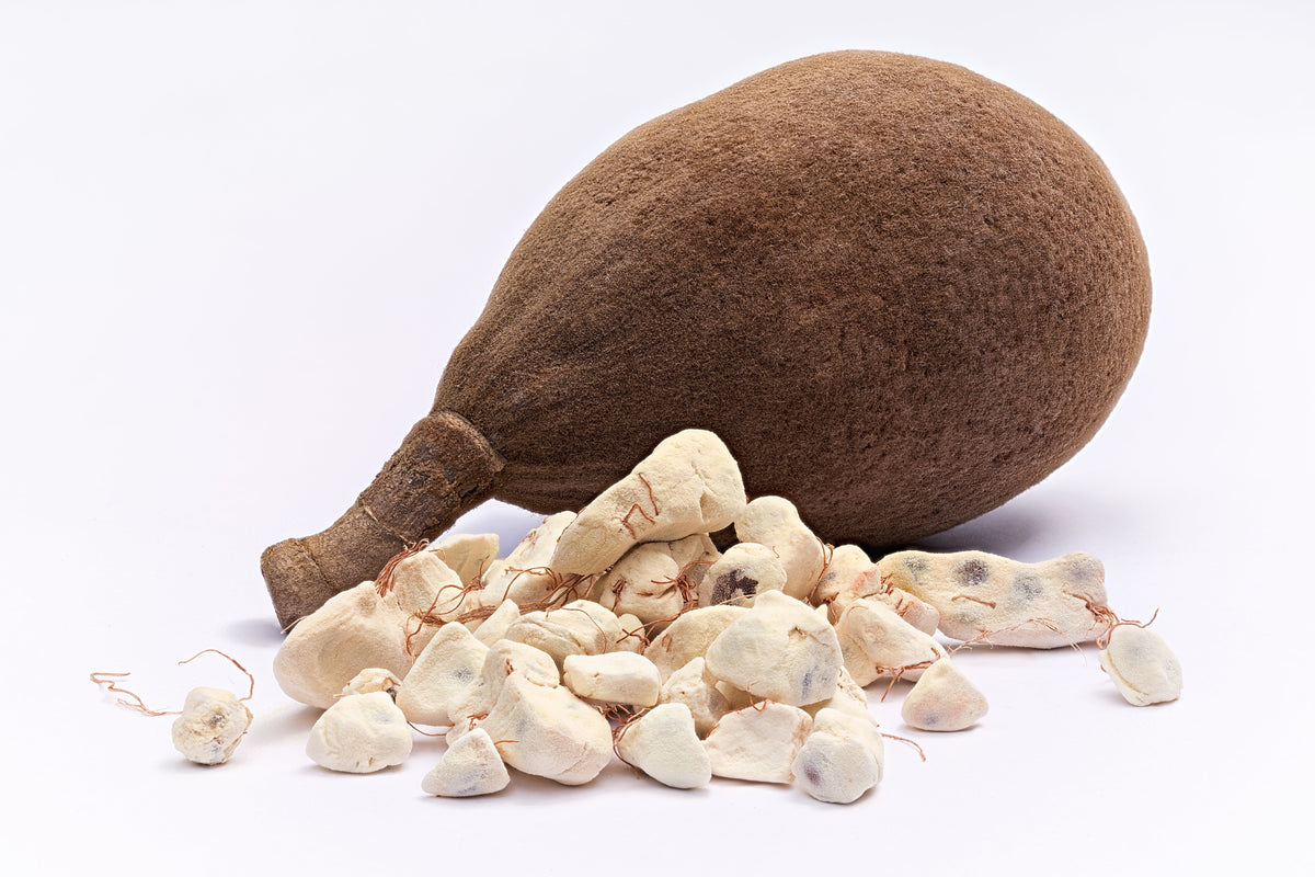 1000 BULK African BAOBAB TREE Adansonia Digitata Monkey Bread Judas Fruit Seeds