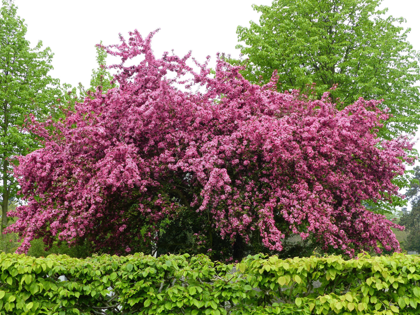 20 ENGLISH HAWTHORN TREE Edible Fruit Flower Mayflower Crataegus Laevigata Seeds