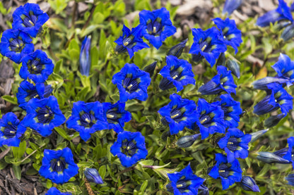 15 Blue STEMLESS GENTIAN Gentiana Acaulis Kochiana Flower Seeds