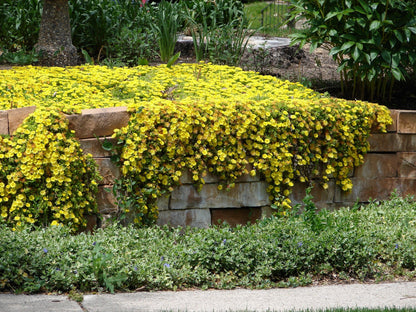 100 Gelato YELLOW ICE PLANT Mesembryanthemum Daisy Livingstone Succulent Flower Seeds