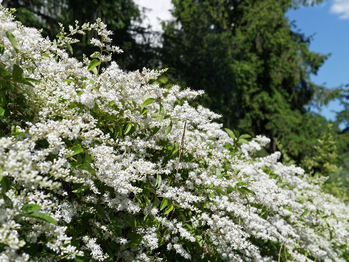 35 EUROPEAN PRIVET HEDGE Common Wild Ligustrum Vulgare Flower Shrub Seeds