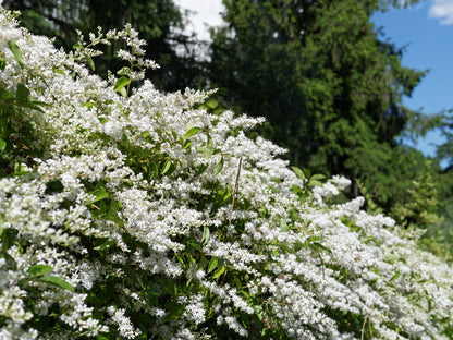 35 EUROPEAN PRIVET HEDGE Common Wild Ligustrum Vulgare Flower Shrub Seeds