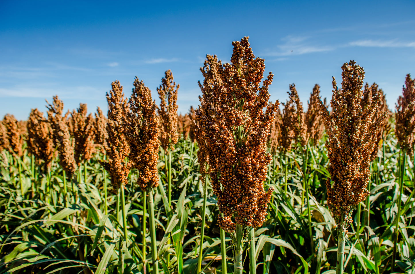 50 MENNONITE SORGHUM Sugar Cane Sorghum Bicolor Grain Vegetable Seeds