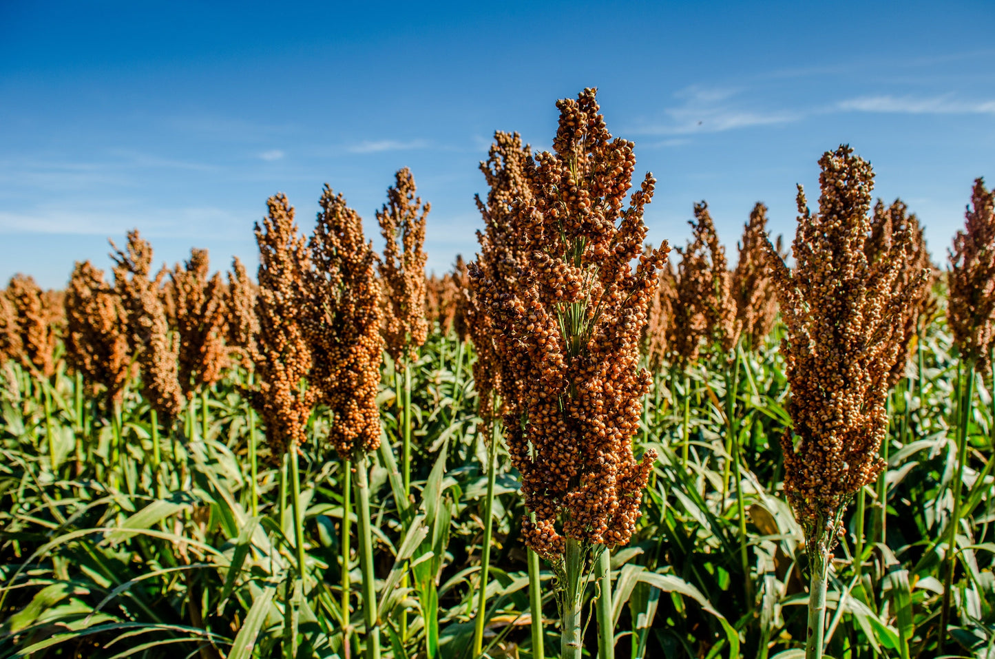 50 MENNONITE SORGHUM Sugar Cane Sorghum Bicolor Grain Vegetable Seeds
