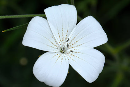 50 Bianca WHITE CORN COCKLE Agrostemma Githago Flower Seed