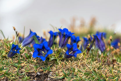 15 Blue STEMLESS GENTIAN Gentiana Acaulis Kochiana Flower Seeds