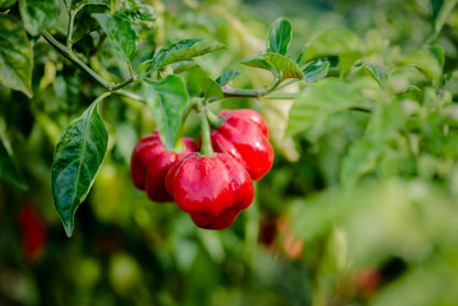 40 Red JAMAICAN HOT PEPPER Capsicum Chinense Scotch Bonnet Vegetable Seeds