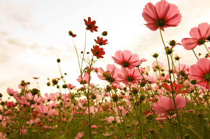 20 APRICOTTA COSMOS Bipinnatus Apricot & Rose Pink Bicolor Flower Seeds