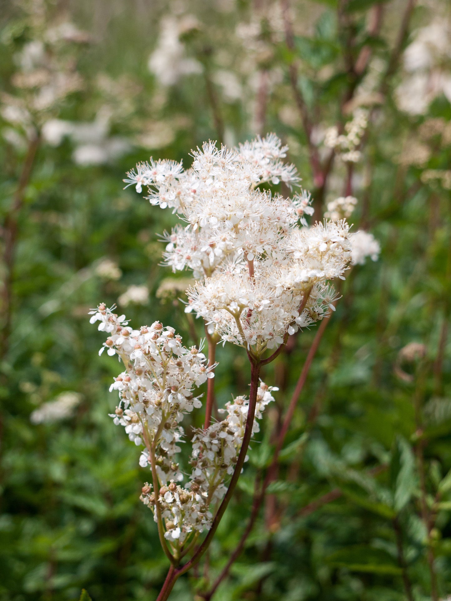 20 QUEEN of the MEADOW Filipendula Ulmaria Meadowsweet Native Prairie Fragrant White Flower Seeds