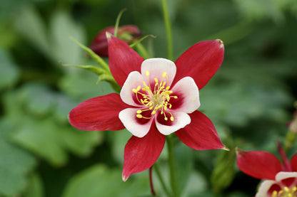 25 CRIMSON STAR COLUMBINE Red & White McKana's Giant Aquilegia Flower Seeds