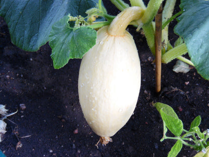 25 Jumbo PINK BANANA SQUASH Cucurbita Maxima Heirloom Winter Vegetable Seeds