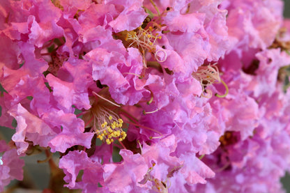 1000 Bulk CREPE MYRTLE Mixed Colors Lagerstroemia Indica Mix Tree Shrub Flower Seeds - Red, Purple, Light Pink, Dark Pink, White, & Lilac
