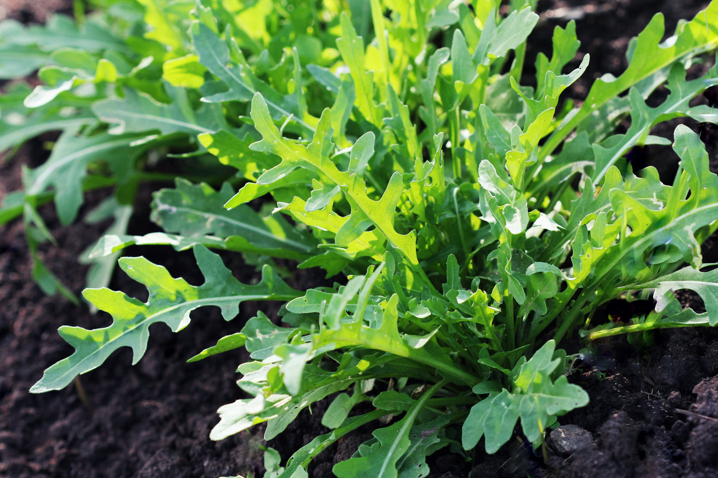 2000 ARUGULA Eruca Vesicaria Sativa Greens Vegetable Seeds