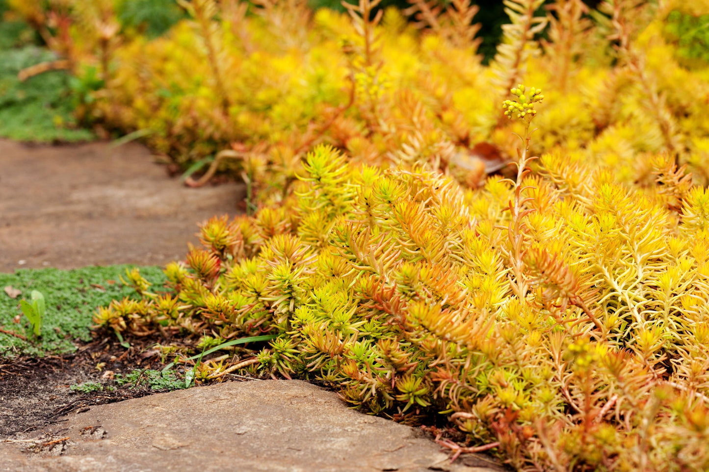 50 BLUE SPRUCE SEDUM Reflexum Succulent Jenny's Stonecrop Goldmoss Yellow Flower Seeds
