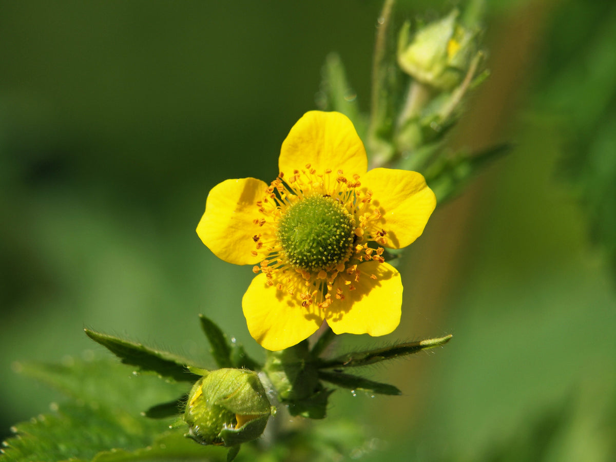 100 YELLOW AVENS Geum Aleppicum Moist Wetland Flower Seeds