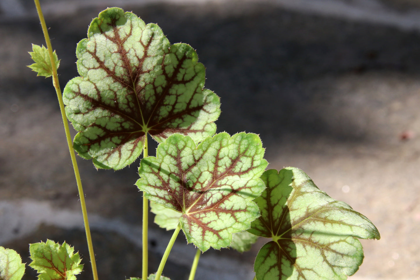 50 HEUCHERA Americana CORAL BELLS Dale's Strain American Alumroot Flower Seeds