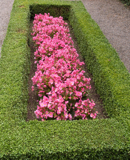 25 Rose PINK WAX BEGONIA Semperflorens Fibrous Shade Flower Seeds