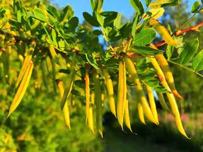25 SIBERIAN PEASHRUB Caragana Arborescens Peatree Yellow Flower Legume Vegetable Seeds