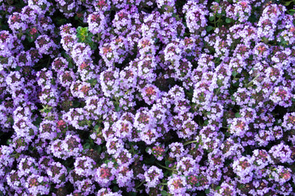 1000 Common GARDEN THYME English, German, French, or Winter Thymus Vulgaris Herb Flower Seeds