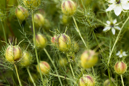 150 NIGELLA Sativa BLACK CUMIN Spice Black Caraway Fennel Flower Herb Seeds