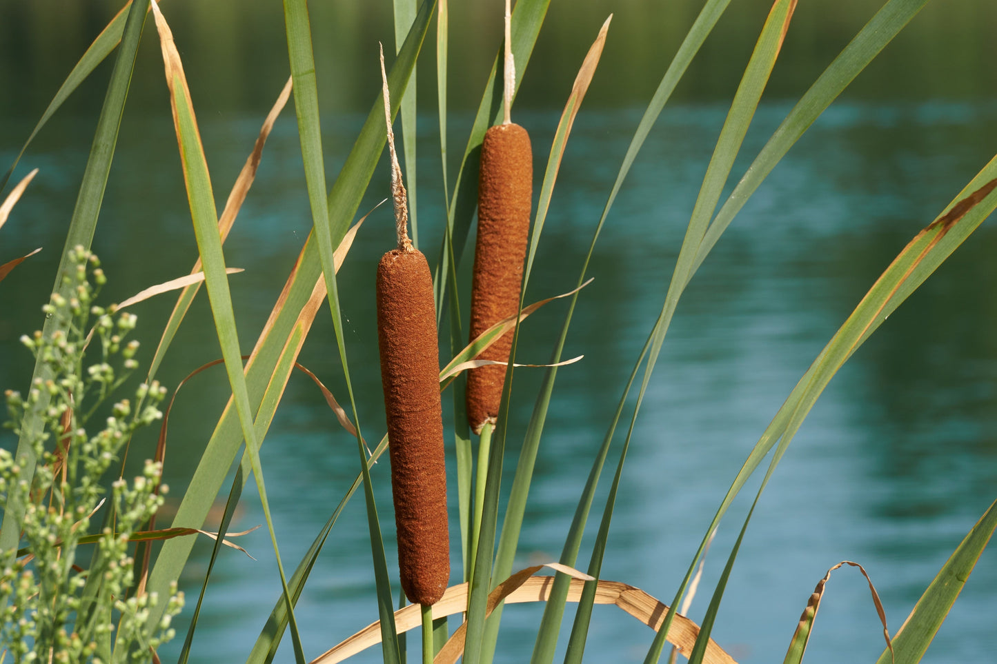 50 CATTAILS Cat Tails Typha Latifolia Water Pond Grass Flower Seeds