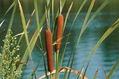 50 CATTAILS Cat Tails Typha Latifolia Water Pond Grass Flower Seeds