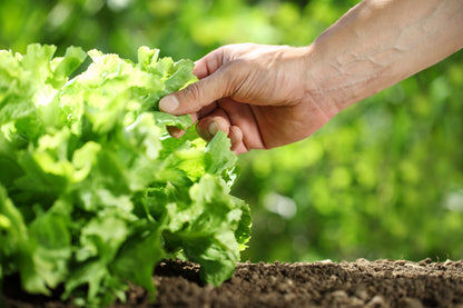3000 Black Seeded Simpson LEAF LETTUCE Lactuca Sativa Vegetable Seeds