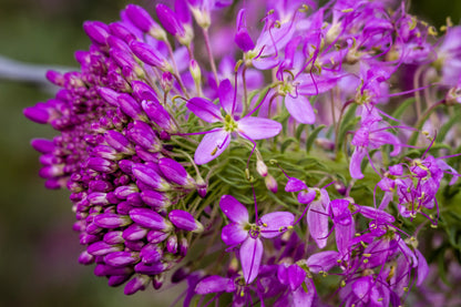 100 Rocky Mountain BEE PLANT Cleome Serrulata Flower Seeds