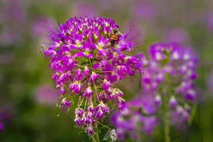 100 Rocky Mountain BEE PLANT Cleome Serrulata Flower Seeds