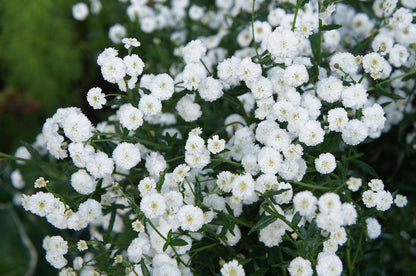 150 PEARL YARROW White Double Achillea Ptarmica Herb Flower Seeds