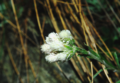 150 White PUSSYTOES Cats Paws Antennaria Flower Seeds