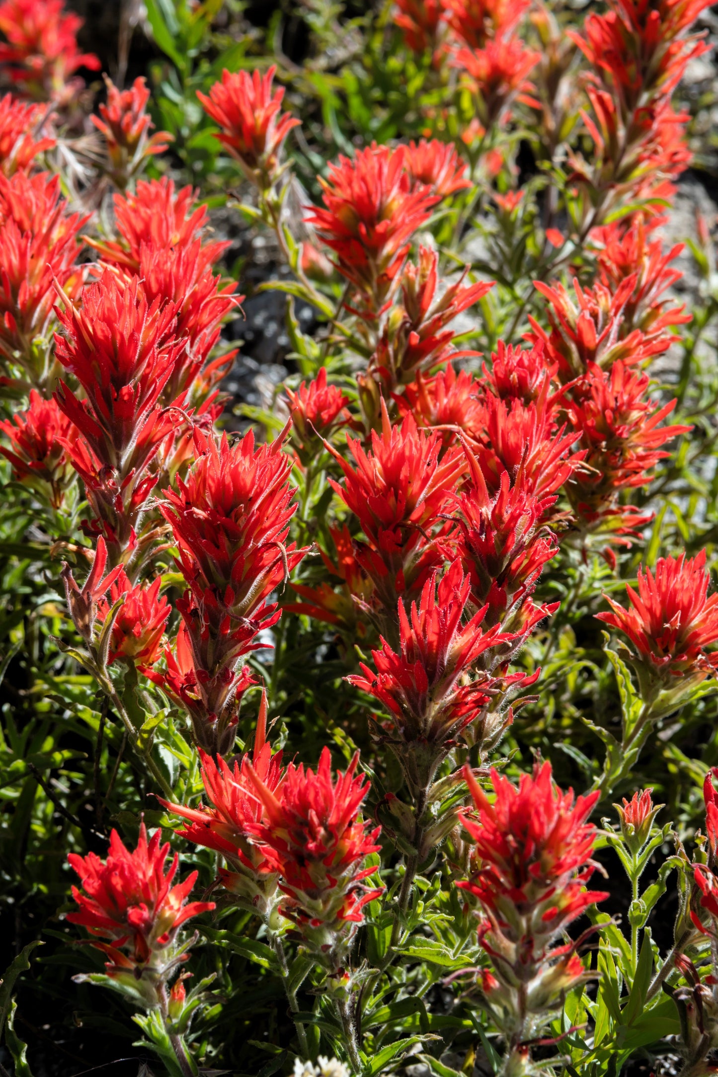 50 Red INDIAN PAINTBRUSH Castilleja Indivisa Flower Seeds