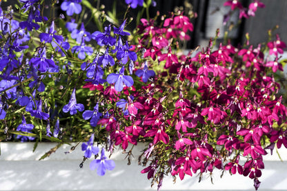 200 Red CRIMSON FOUNTAIN LOBELIA Erinus Trailing Flower Seeds