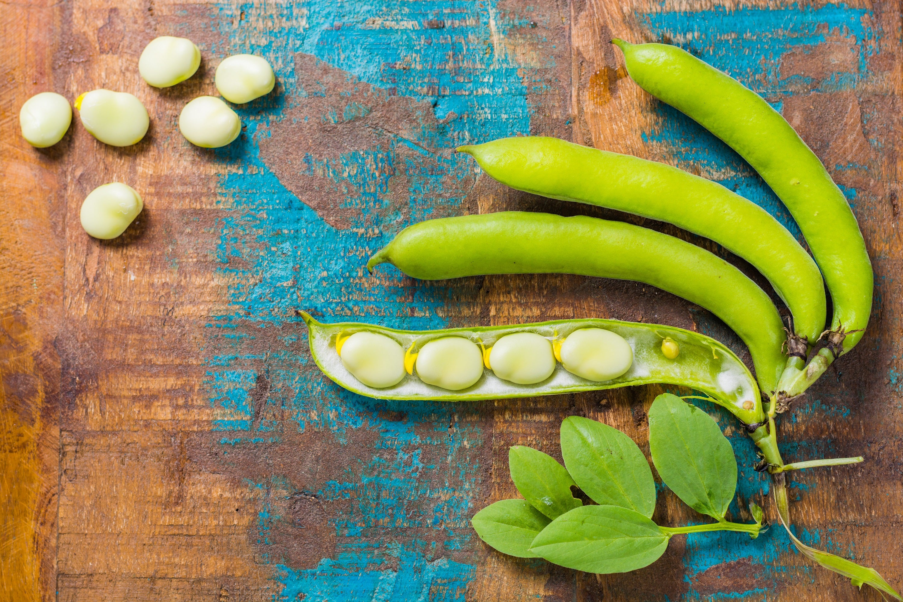 50 White DIXIE LIMA BEAN Butterpea Phaseolus Vulgaris Vegetable Seeds ...